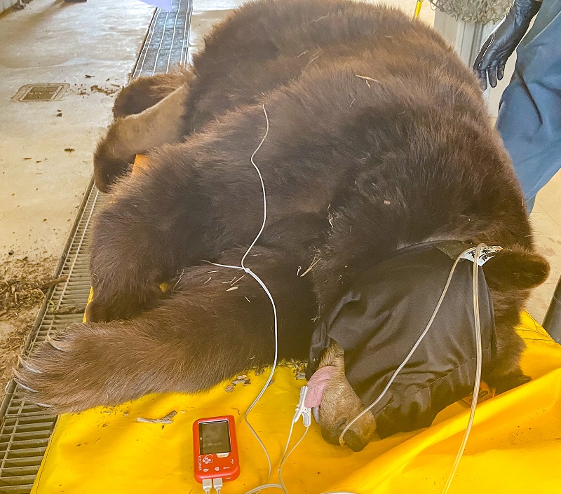 Images/OCEO/News/Tahoe Bear Capture 2023/IMG_1565_Web_1.jpg